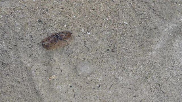 compass jellyfish  Chrysaora hysoscella on the beach with tides