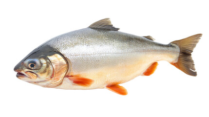 Fresh Salmon isolated on white background (PNG)