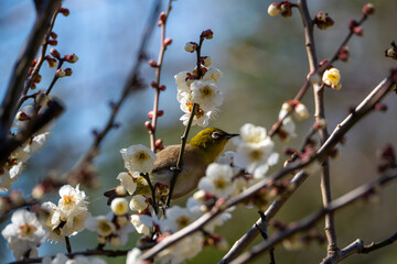 梅とメジロ