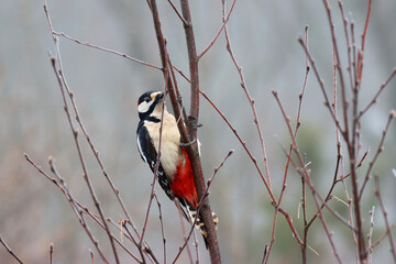 Great spotted woodpecker
