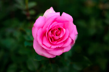 Beverly rose flower in the garden of a north of Thailand.