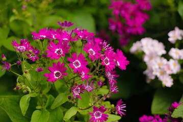 Cineraria flowers in the botanical garden of a north of Thailand.