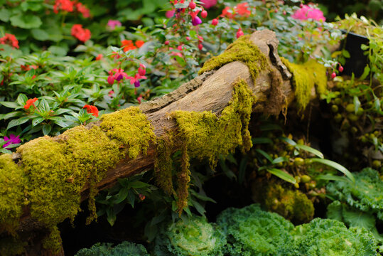 Background from the green moss growing on tree bark surrounded by a variety of flowers in a winter garden of a north of Thailand. - Powered by Adobe