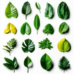 Fototapeta premium Collection of Various Green Leaves on White Background for Design