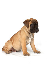 Bullmastiff puppy isolated on a white background