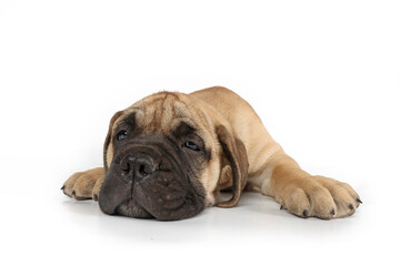 Fototapeta premium Close-up of an exhausted lying puppy isolated on a white background