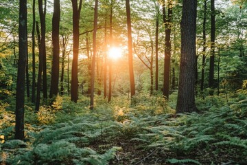 Obraz premium At sunrise, sun rays light up ferns in a verdant forest