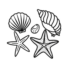 sea shells vector illustration