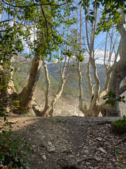 Centenary plane trees with powerful and wide trunks