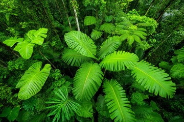 Fototapeta premium A dense jungle canopy seen from above, with layers of green stretching endlessly