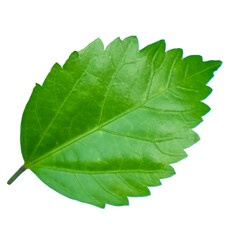 green leaf on white background