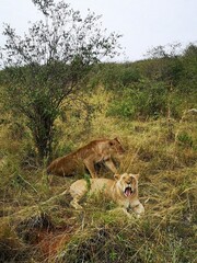 Two Lions Relaxing on Grassy Terrain in African Wildlife Habitat of Maasai Mara