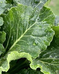 Fresh cabbage leaves glistening with water droplets in a garden. Healthy food concept