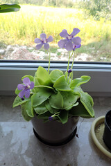 Flowering butterworts Tina and many dark-winged fungus gnats stuck to its leaves, purple flowers