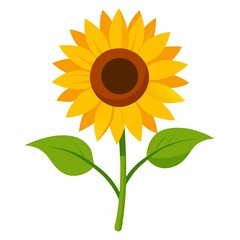 sunflower illustration on white background