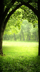 Fototapeta premium Sunlit Forest Path Through Arching Trees
