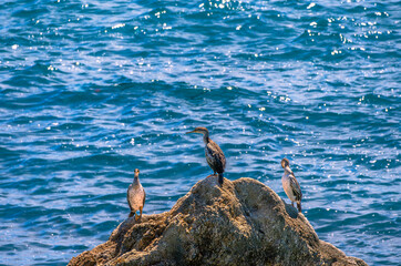 Three cormorants perched as if on a podium on a rock next to the sea with reflections of sunlight on its waves.