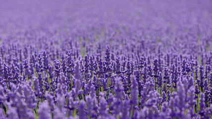 Vibrant Lavender Field in Full Bloom