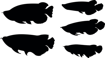 Arowana Fish Silhouette Illustration set