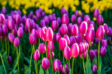 カラフルなチューリップ畑