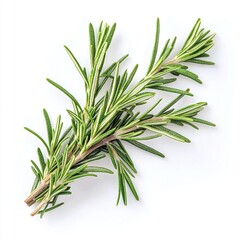 Fototapeta premium rosemary, sprig, herb, fresh, green, spice, plant, aromatic, seasoning, leaf, cooking, culinary, flavor, garnish, organic, natural, food, herbal, healthy, 