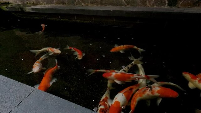 Koi fish pond footage wall stone decorated