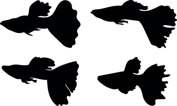 Guppy fish silhouette illustration set