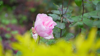 Obraz premium Pink Rose in a Lush Green Garden -Close-Up