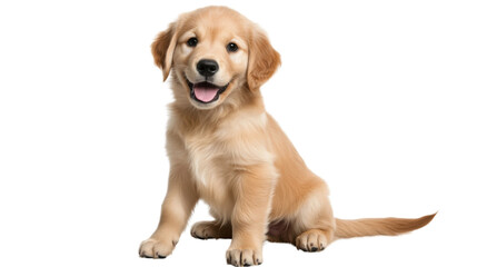 A playful golden retriever puppy with a wagging tail, sitting on a transparent background, isolated, looking happy and curious.