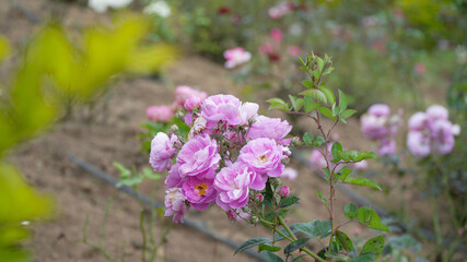 Obraz premium Close-Up of Pink Roses Growing with housefly in a Beautiful Garden