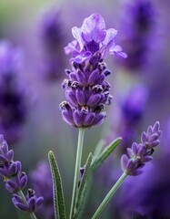 Fototapeta premium A close-up of a lavender blossom, highlighting the delicate purple petals and intricate details. The soft texture and vibrant hue capture the essence of this fragrant, calming flower. 
