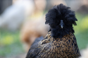 Silkie is a breed of chicken named for its atypically fluffy plumage.also known as the Silky or Chinese silk chicken