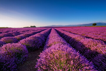 Obraz premium Lavender Fields in Full Bloom at Sunset