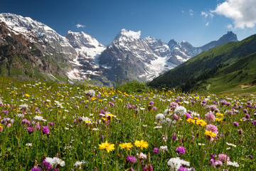 Obraz premium Vibrant Meadow with Wildflowers and Snow-Capped Mountains