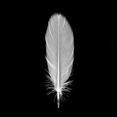 Obraz premium A Single White Feather on a black background 