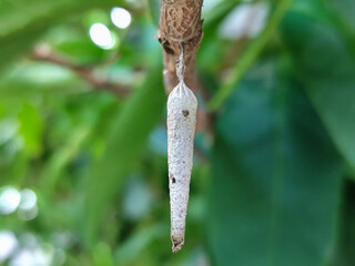 The cocoon or pupa (Latin: pupa, 'doll') is one of the life stages of an insect that undergoes metamorphosis.