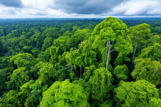 A rainforest absorbing COâ‚‚, with arrows indicating carbon sequestration by trees