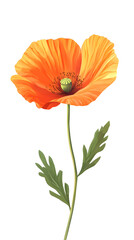 Orange poppy flower, vector illustration
