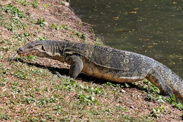 Closeup portrait of asian Water Monitor lizard (Varanus salvator) climing out of lake in Lumphini Park, downtown Bangkok. Green grass in the background. 
