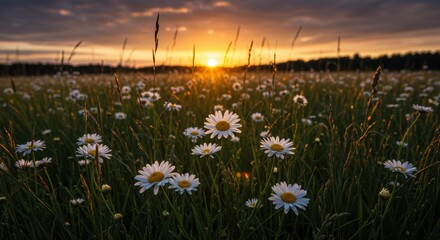 Field of Daisies Glowing at Sunset with Tall Grass and Warm Light