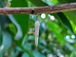 The cocoon or pupa (Latin: pupa, 'doll') is one of the life stages of an insect that undergoes...
