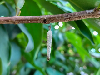 The cocoon or pupa (Latin: pupa, 'doll') is one of the life stages of an insect that undergoes...