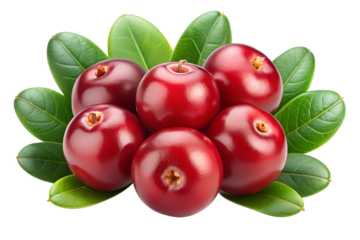tow red cranberries a realist isolated on transparent background png