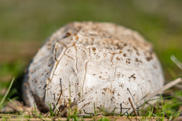 Calvatia booniana, commonly known as the western giant puffball, is a species of puffball mushroom. Mt Woodson Rd, Ramona, San Diego County, California.