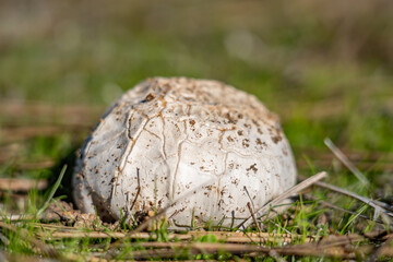 Calvatia booniana, commonly known as the western giant puffball, is a species of puffball mushroom. Mt Woodson Rd, Ramona, San Diego County, California.