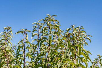 Obraz premium Malosma is a plant genus which contains only a single species, Malosma laurina, with the common names laurel sumac and lentisco (Spanish). Mount Woodson Rd, San Diego County, California