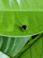 Flies with red eyes and thin wings landed on trees. This type is often seen flying in kitchens and trash cans.