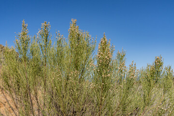 Mount Woodson Rd, San Diego County, California. Baccharis sarothroides is a North American species of flowering shrub, broom baccharis, desertbroom, greasewood, rosin-bush and groundsel in English 