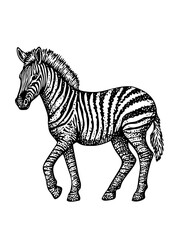 Obraz premium Vector engraved illustration of a zebra walking in a natural habitat featuring distinctive stripes and a lively posture