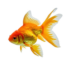 Orinda goldfish underwater fish HD photography PNG file download
